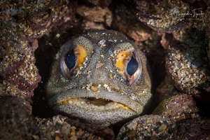 Jaw Fish in home, Acapulco México by Alejandro Topete 